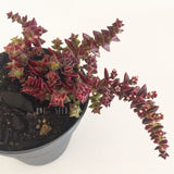 Plant - Crassula Alpestris