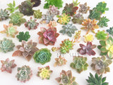 Assorted Succulent Cuttings (Regular) - Soul Made Boutique
