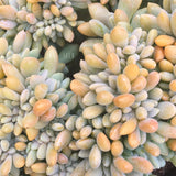 Plant - Cremneria Expatriata Cristata