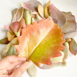 Adore Succulent Leaves (Pink, Purple, Peach and Red) Propagation Kit