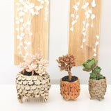 Collector's Succulent Plant Stoneware Pot