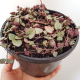 Plant - Ceropegia Woodii (Chain of Hearts)