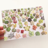 Succulent Print Blush