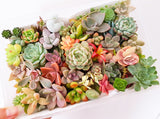 Assorted Succulent Cuttings (Miniatures)