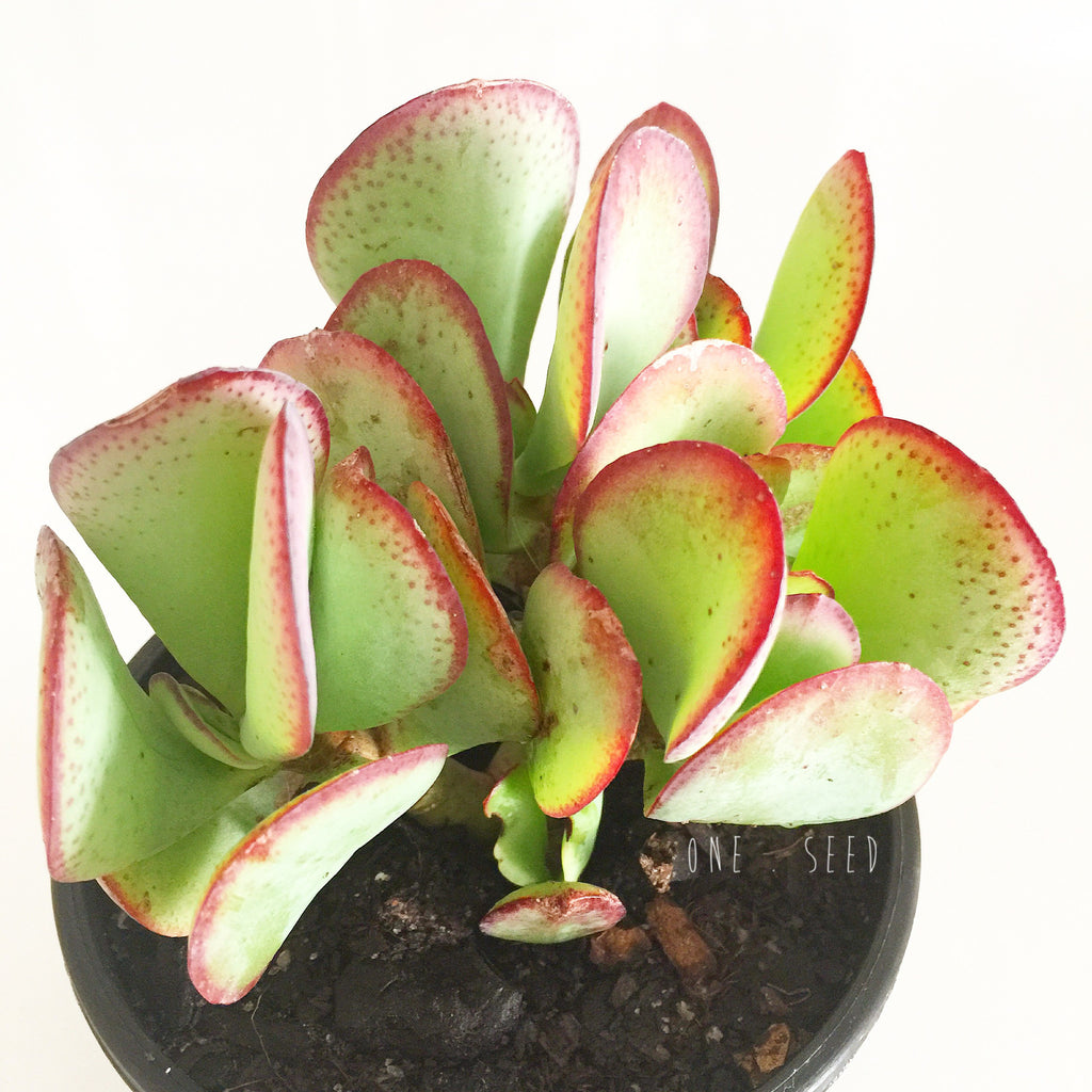 Plant - Crassula Arborescens