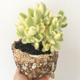 Collector's Succulent Plant Stoneware Pot
