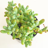 Plant - Sedum Pachyphyllum ( Blue Jelly Beans)