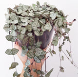 Plant - Ceropegia Woodii (Chain of Hearts)