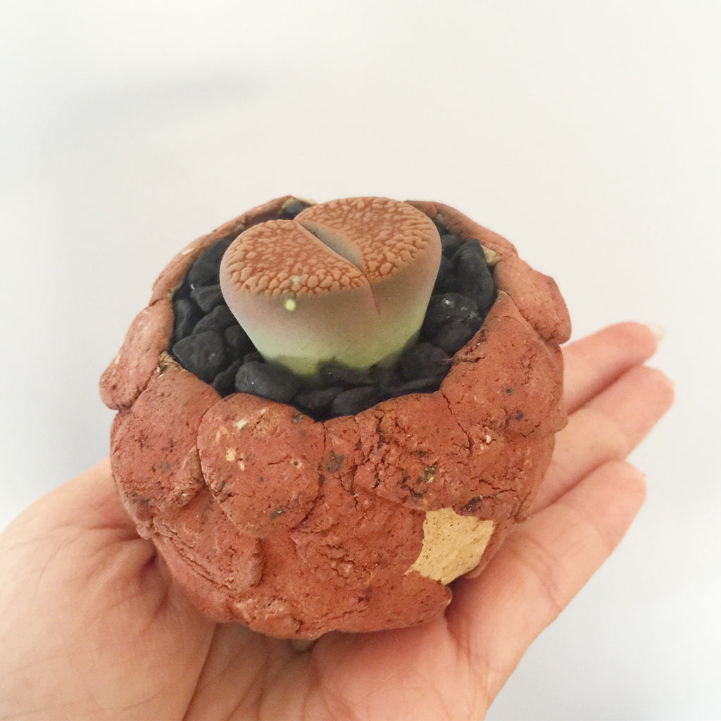 Collector's Succulent Plant Stoneware Pot