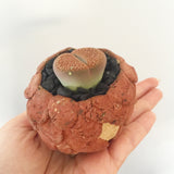 Collector's Succulent Plant Stoneware Pot