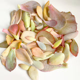 Adore Succulent Leaves (Pink, Purple, Peach and Red) Propagation Kit