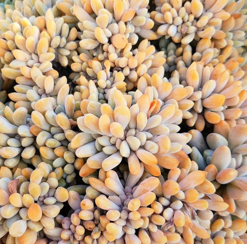 Plant - Cremneria Expatriata Cristata