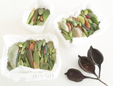 Assorted Succulent Leaves - Soul Made Boutique