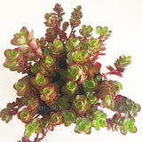 Plant - Sedum Spurium Dragon’s Blood