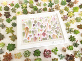 Succulent Print Pure