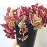 Plant - Crassula Pellucida Subsp. Marginalis Variegata