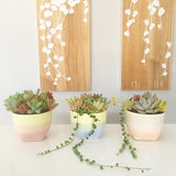 Assorted Succulent Garden Pastel Pot - Soul Made Boutique