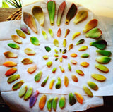 Assorted Succulent Leaves