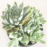 Plant - Echeveria Violet Queen