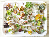 Assorted Succulent Cuttings (Regular) - Soul Made Boutique