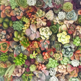 Assorted Succulent Cuttings (Miniatures) Gift Box - Soul Made Boutique