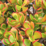 Plant - Crassula Ovata Hummel's Sunset