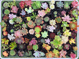 Assorted Succulent Plants - Soul Made Boutique