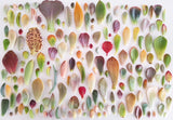 Assorted Succulent Leaves (Unique)