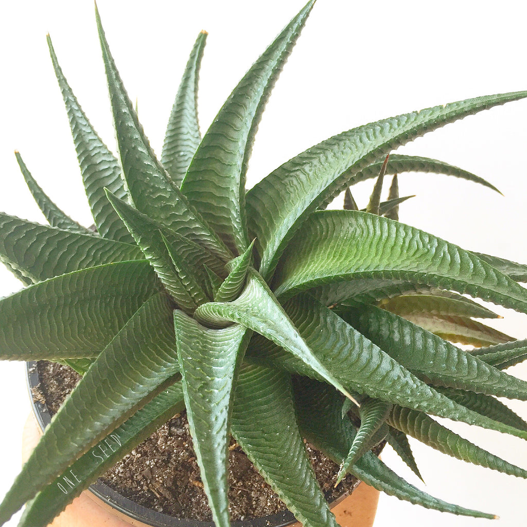 Plant - Haworthia Limifolia