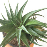 Plant - Haworthia Limifolia