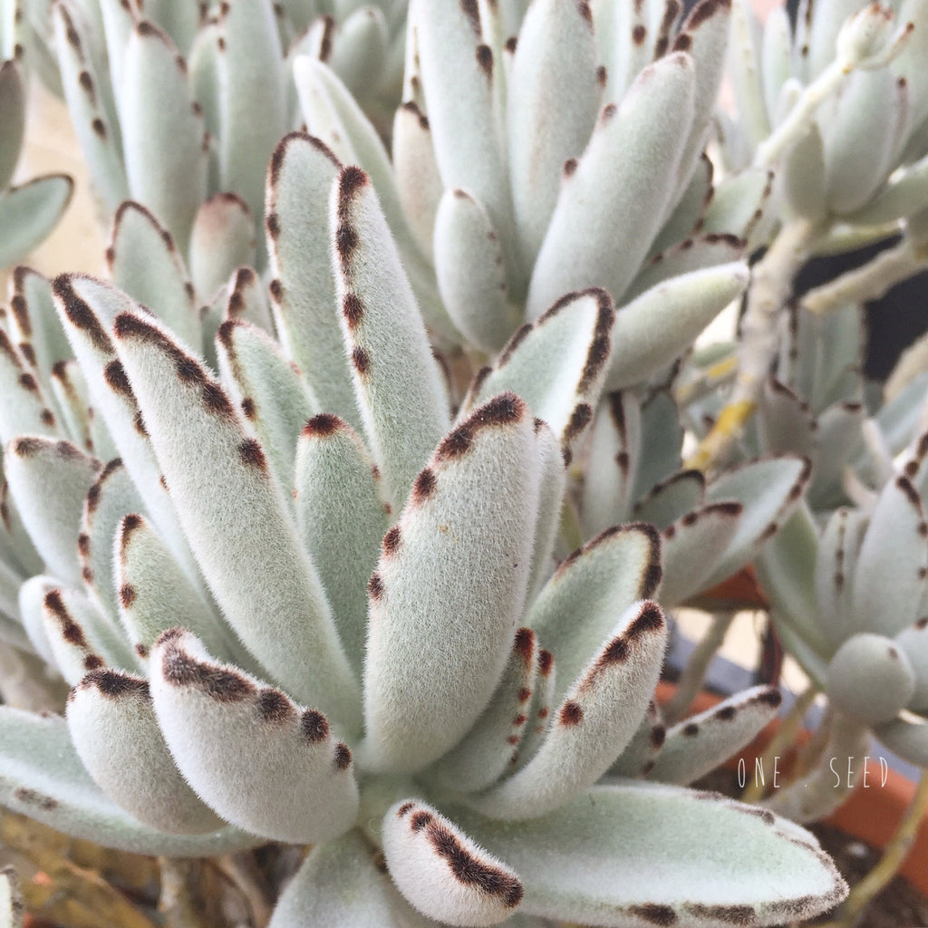 Plant - Kalanchoe Tomentosa (Panda Plant)