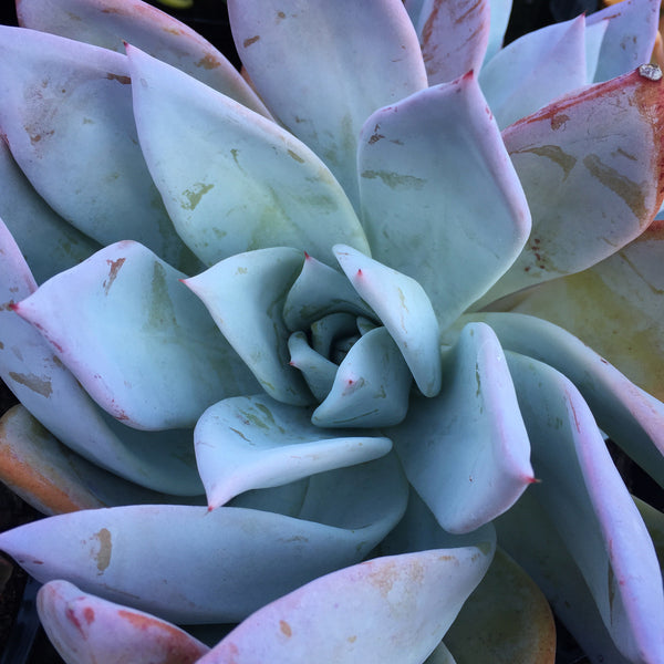 Plant - Echeveria Mexican Giant