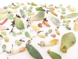 Assorted Succulent Leaves - Soul Made Boutique