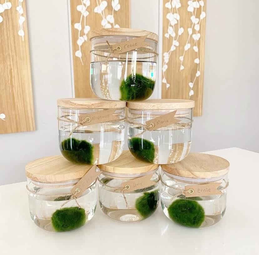 Plant - Marimo Moss Balls (Reserved)