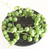 Plant - Senecio Rowleyanus (String of Pearls)