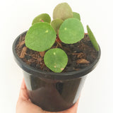 Plant - Pilea Pepermioides (Chinese Money Plant)