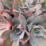 Adore Succulent Leaves (Pink, Purple, Peach and Red) Propagation Kit