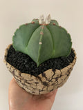 Collector's Succulent Plant Stoneware Pot