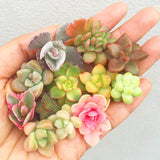 Assorted Succulent Cuttings (Miniatures) - Soul Made Boutique