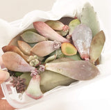 Assorted Succulent Leaves (Unique)