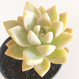 Plant - Graptoveria Sp
