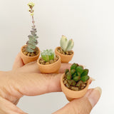 Assorted Succulent Cuttings (Miniatures) with Pots