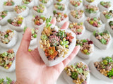 Assorted Succulent Garden Concrete Heart