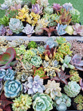 Assorted Succulent Plants