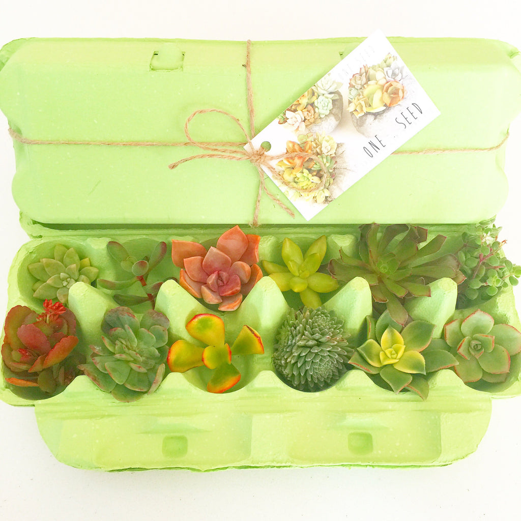 Little Green Box (July)