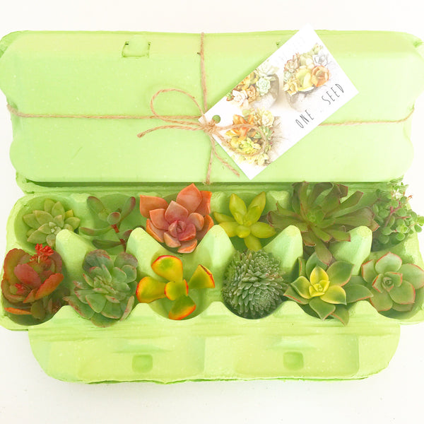 Little Green Box (July)