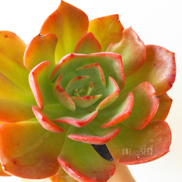 Plant - Echeveria Briar Rose