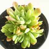 Plant - Echeveria Sp
