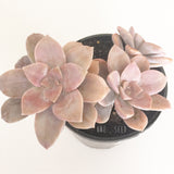 Plant - Graptopetalum Pentandrum Superbum