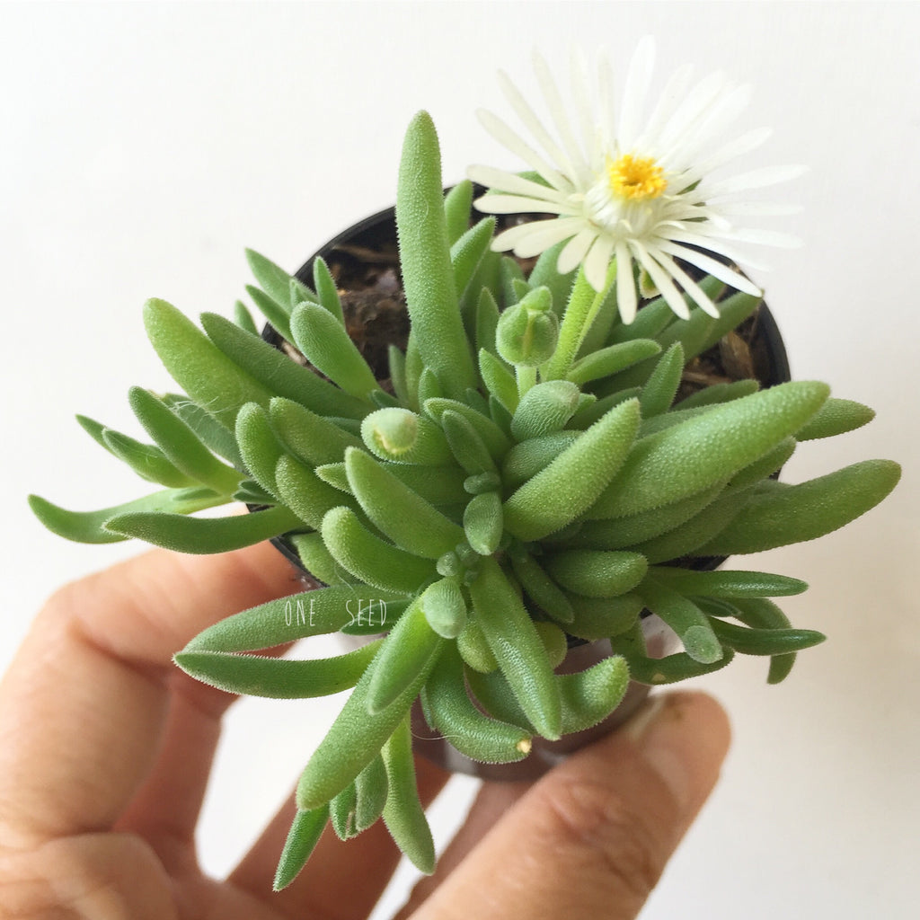 Plant - Unknown